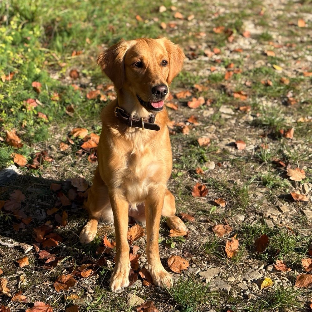 Hundetreffen-Gemeinsames Spazierengehen-Profilbild