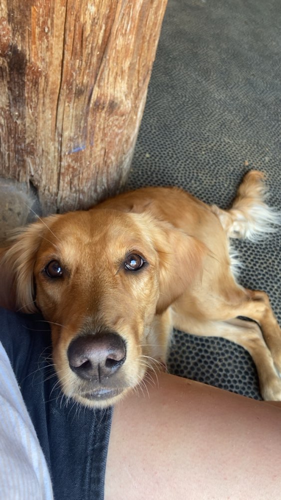 Hundetreffen-Gemeinsames Spazierengehen-Profilbild