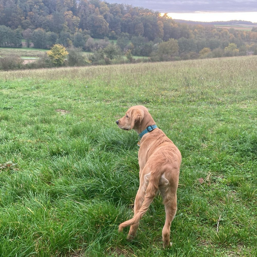 Hundetreffen-Gassi und Spielen-Profilbild