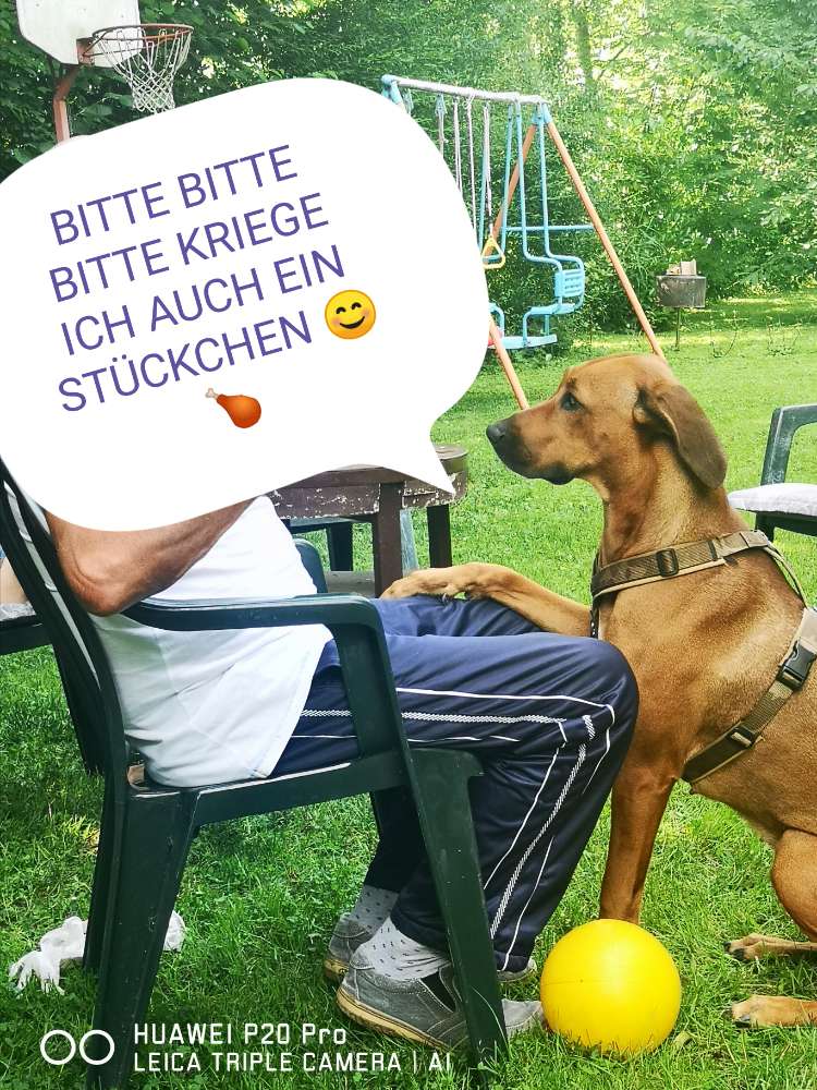 Hundetreffen-Gassirunde und spielen.-Profilbild