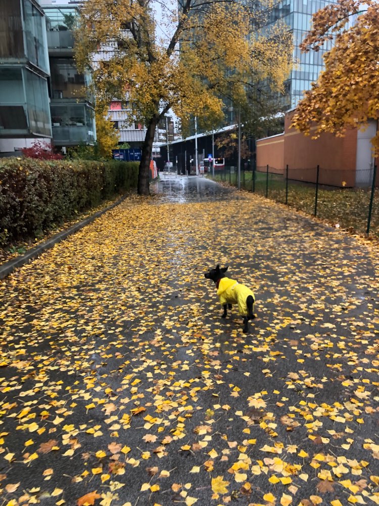 Hundetreffen-Spazieren mit Hund 🐕‍🦺-Profilbild