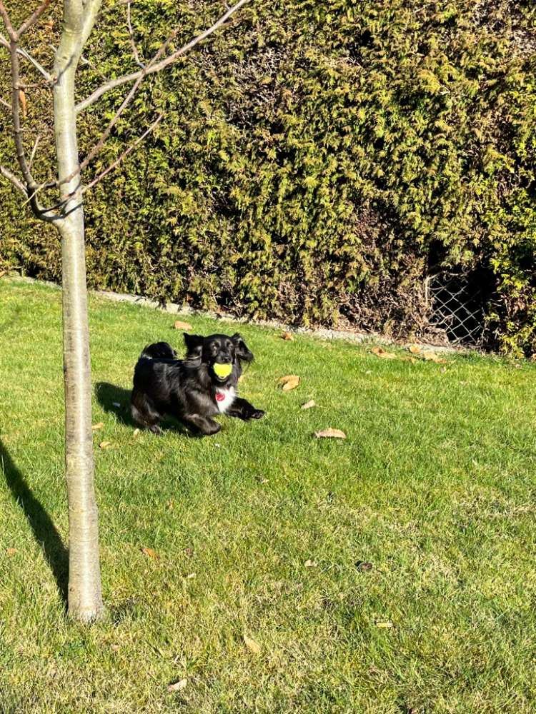 Hundetreffen-Gassirunde-Profilbild