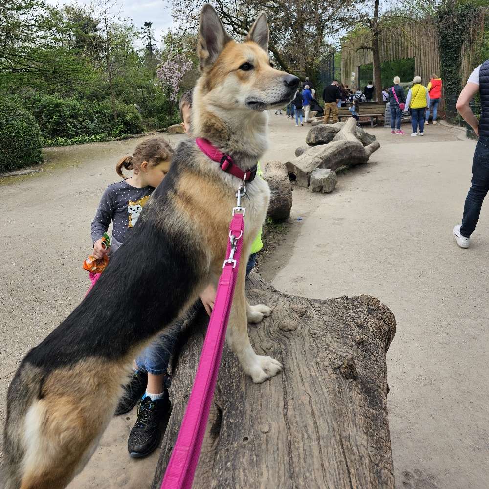 Hundetreffen-Gemeinsame Spaziergänge-Profilbild