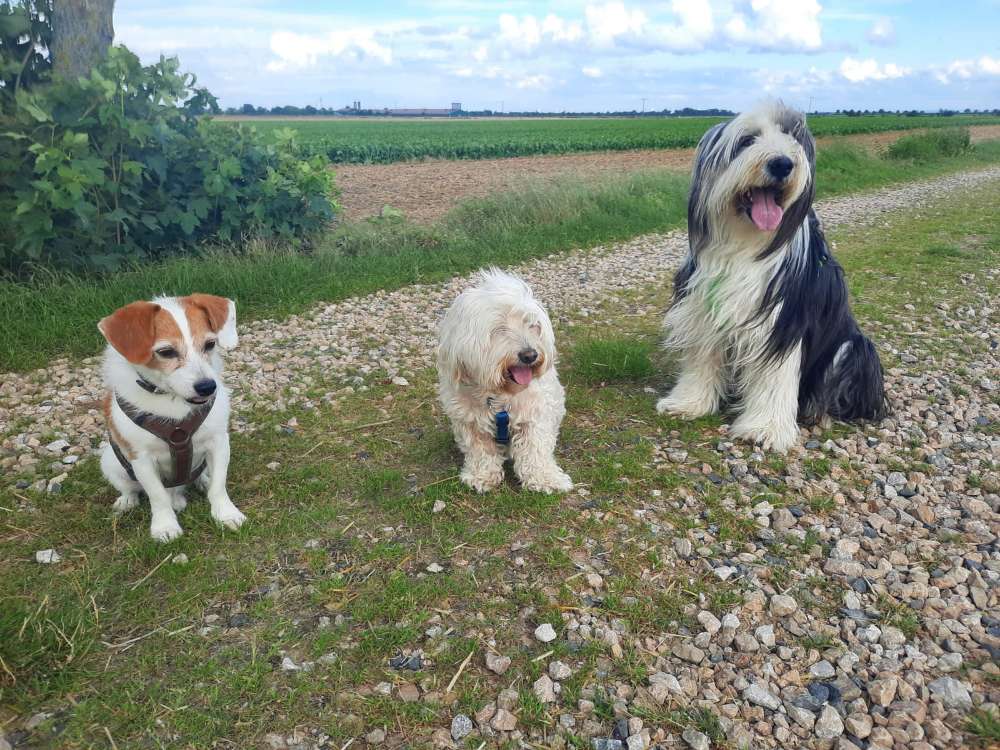 Hundetreffen-Senioren Treffen in Raum Düren-Profilbild