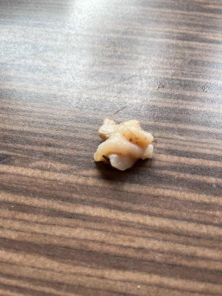 Giftköder-Fleisch/Fett/Pansen-Profilbild