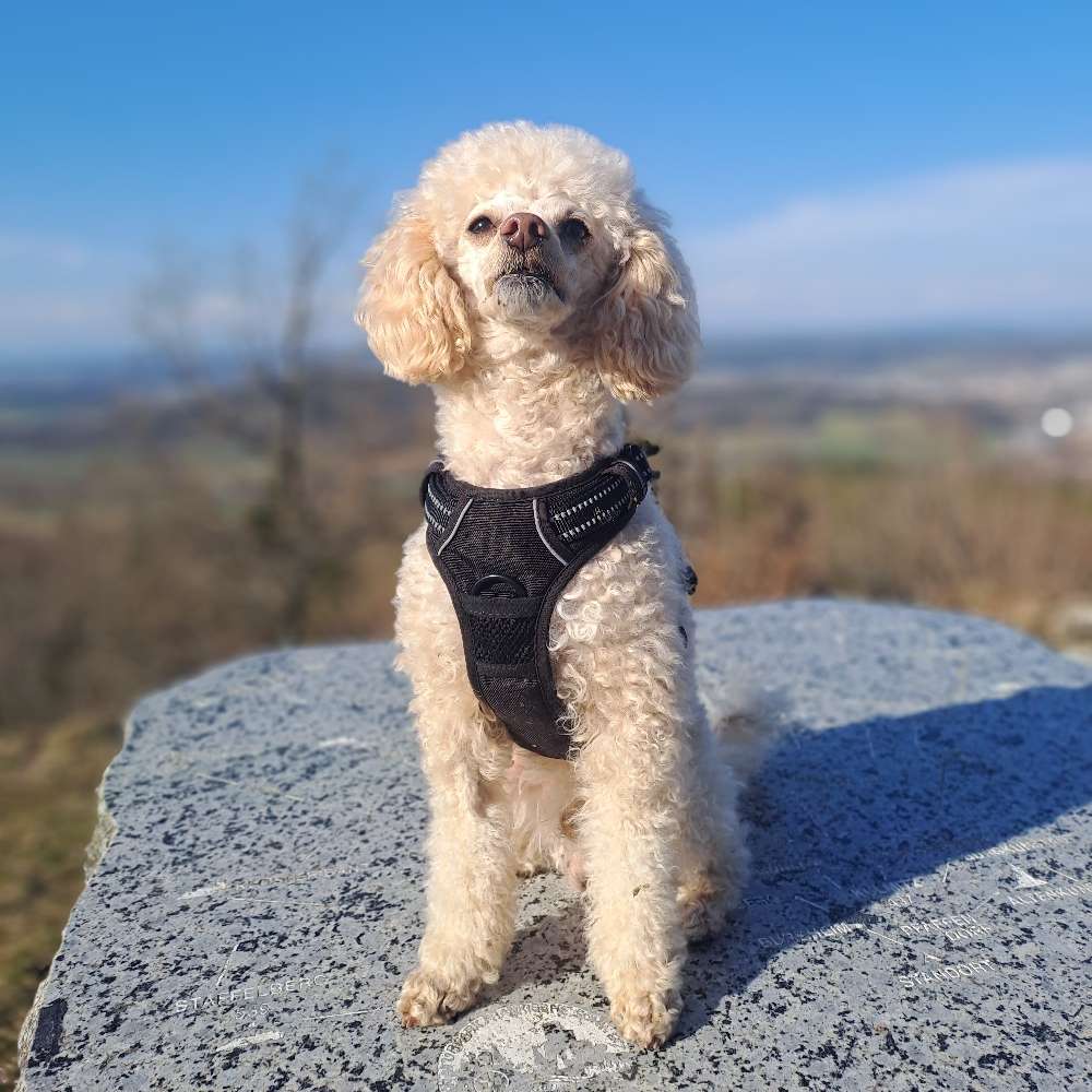 Hundetreffen-Gemeinsame Gassirunde-Profilbild