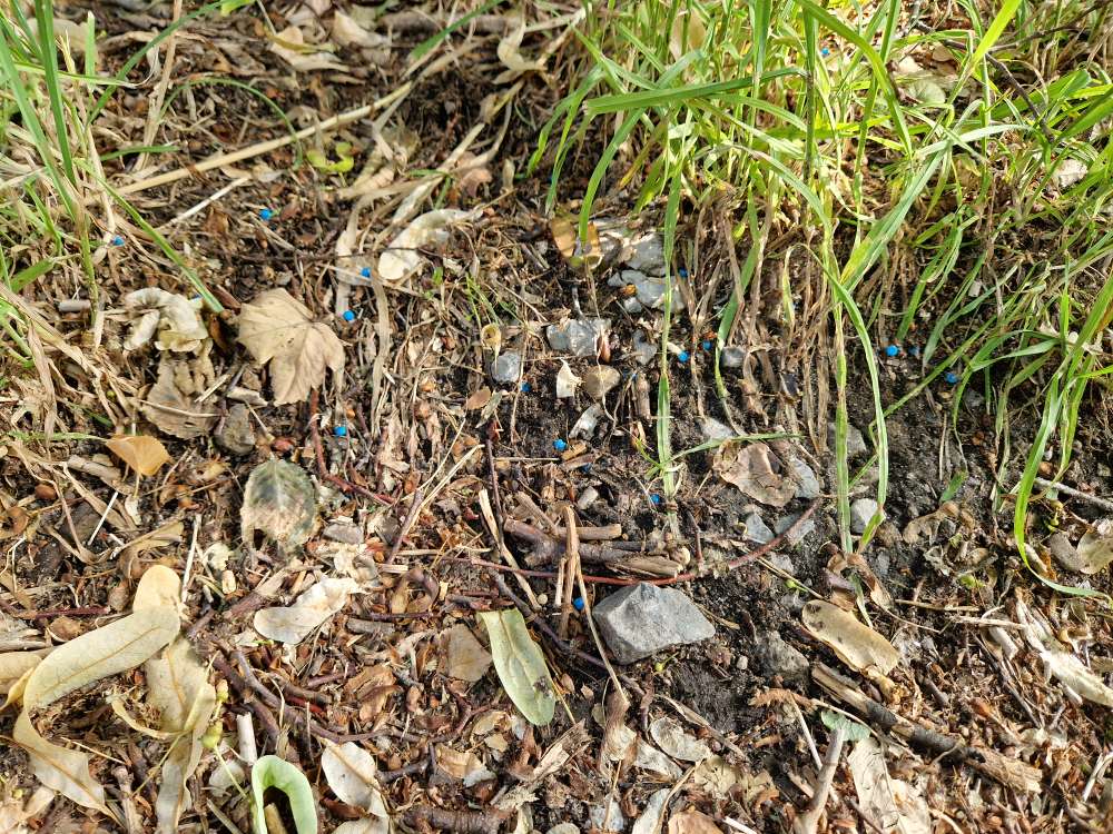 Giftköder-Schneckenkorn oder Rattengift-Profilbild