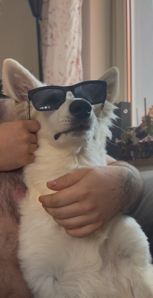 Hundetreffen-Playdate gesucht-Profilbild