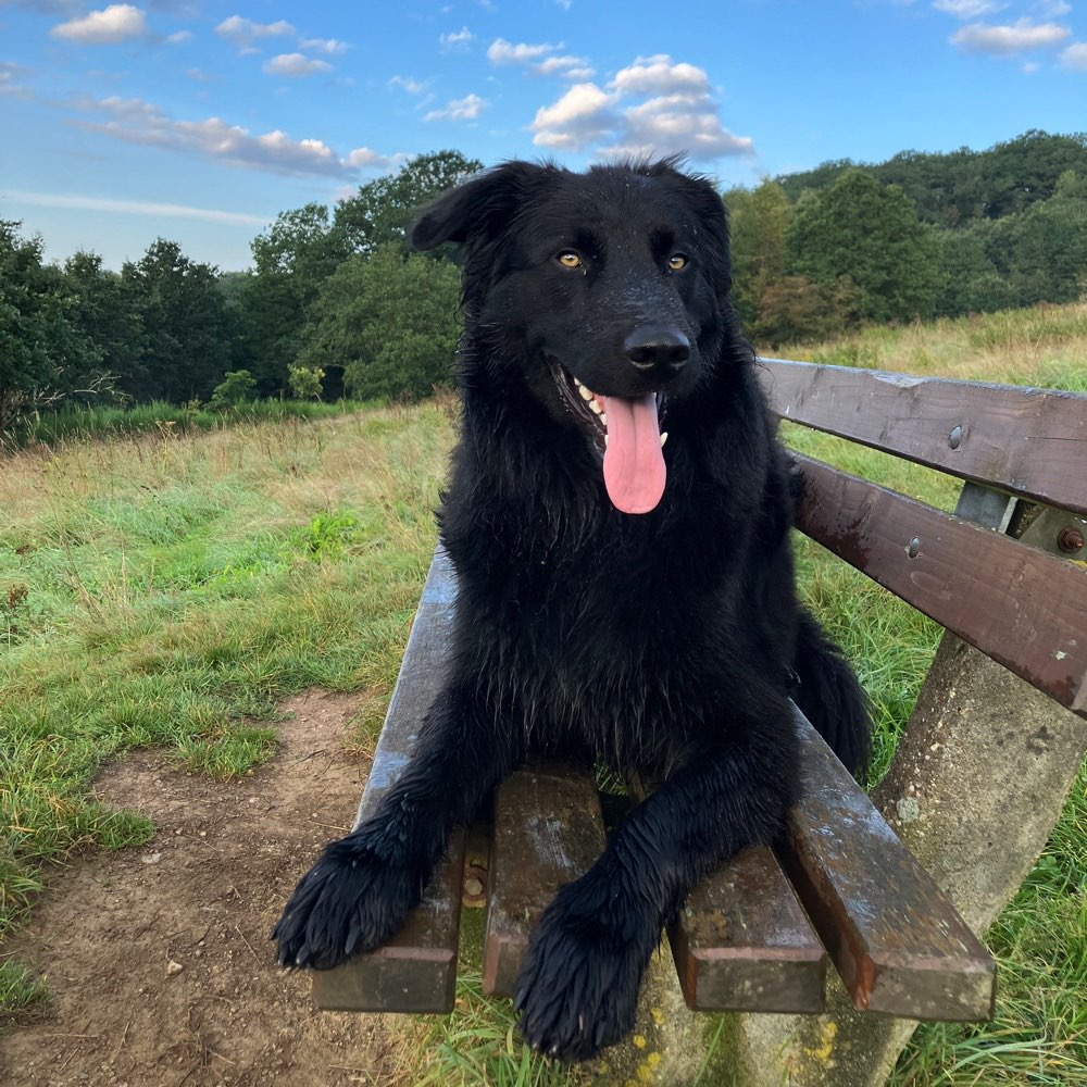 Hundetreffen-Spielen und Übungsspaziergänge-Profilbild