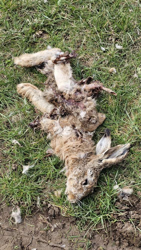 Giftköder-Giftköder oder Aas vom Hase-Profilbild
