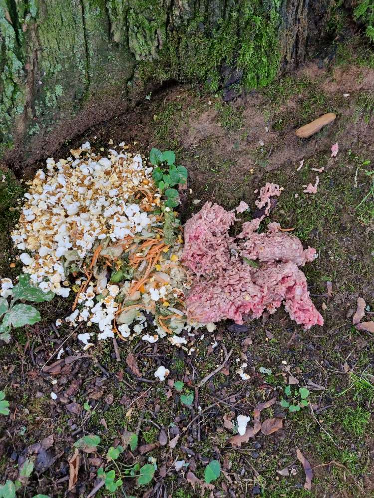 Giftköder-Ausgelegtes Essen am Mittelweg-Profilbild