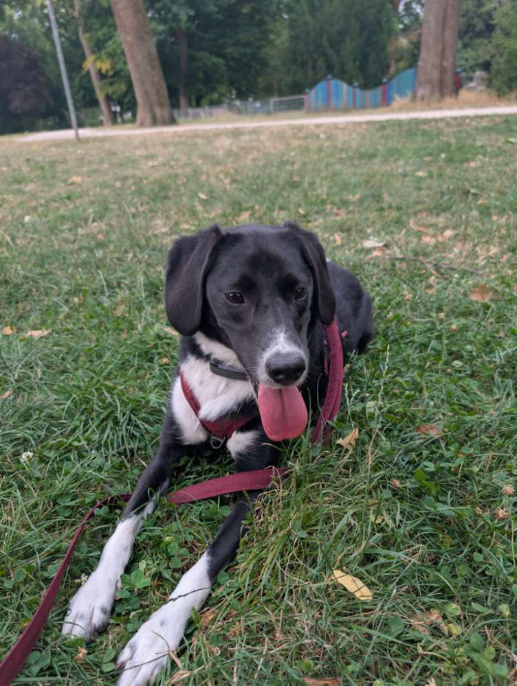Hundetreffen-Gassifreunde und Spielpartner gesucht-Profilbild
