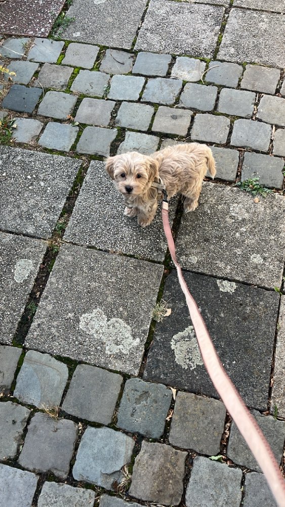Hundetreffen-Welpentreffen Nähe Südviertel-Profilbild