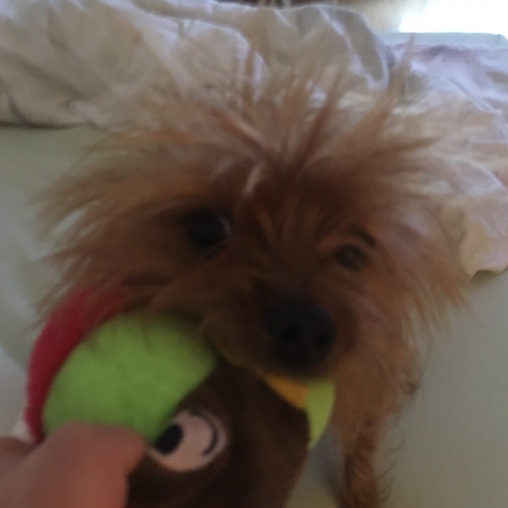 Hundetreffen-Gassi- und Spielfreunde Fasanenhof und Umgebung-Profilbild