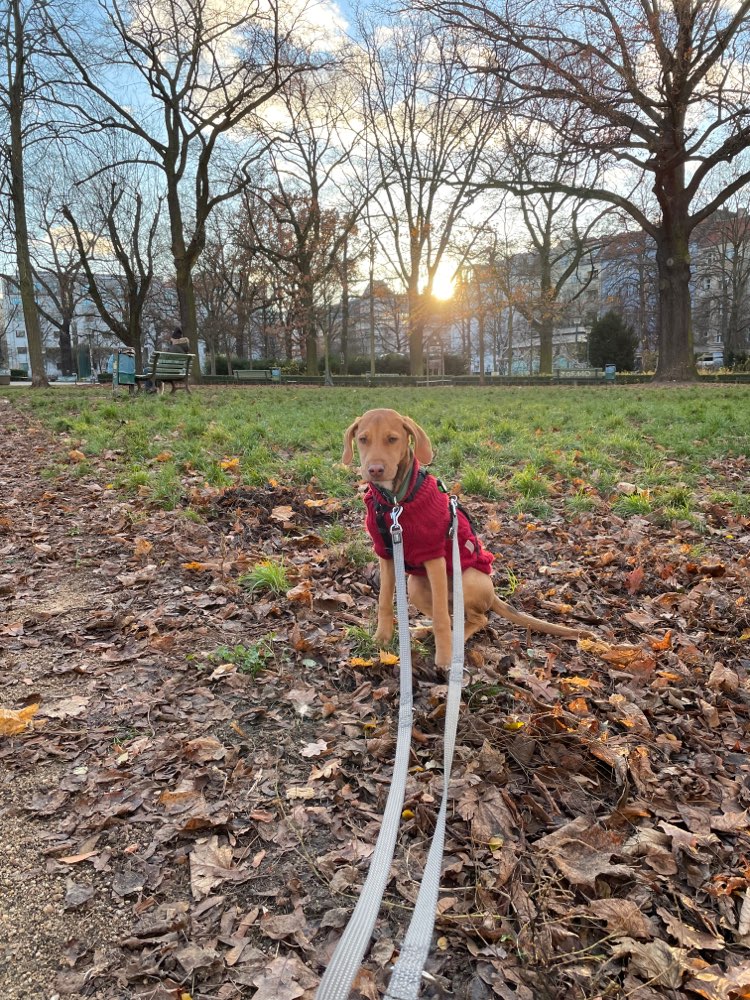 Hundetreffen-Junghundetreff für Gassi und Spielen-Profilbild