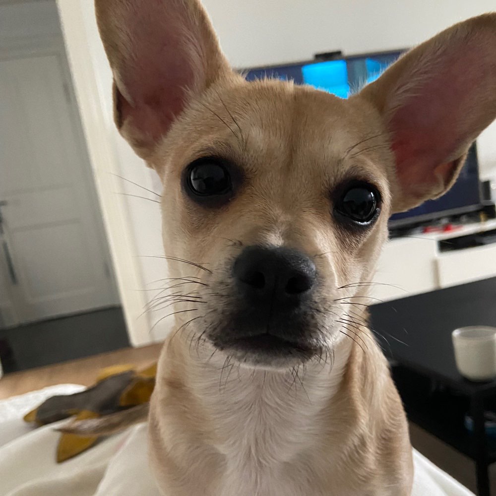 Hundetreffen-Spieltreffen - Kleine Hunde bis 15kg-Profilbild