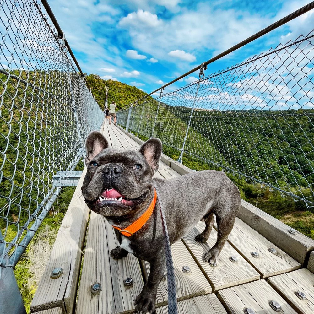 Hundetreffen-Gassi-Spiel-Runde-Profilbild