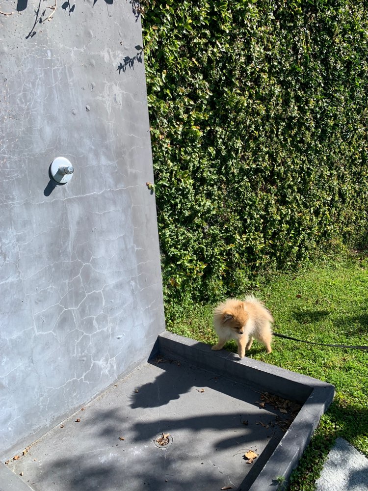 Hundetreffen-Playdates-Profilbild