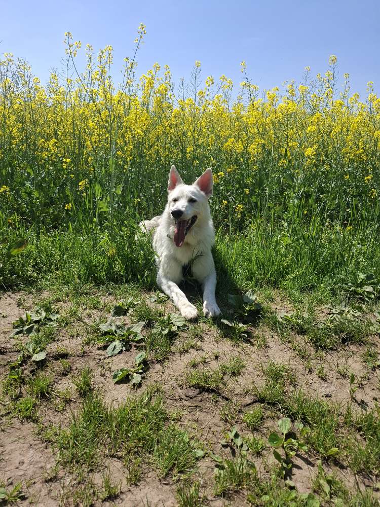 Hundetreffen-Spieltreff-Profilbild