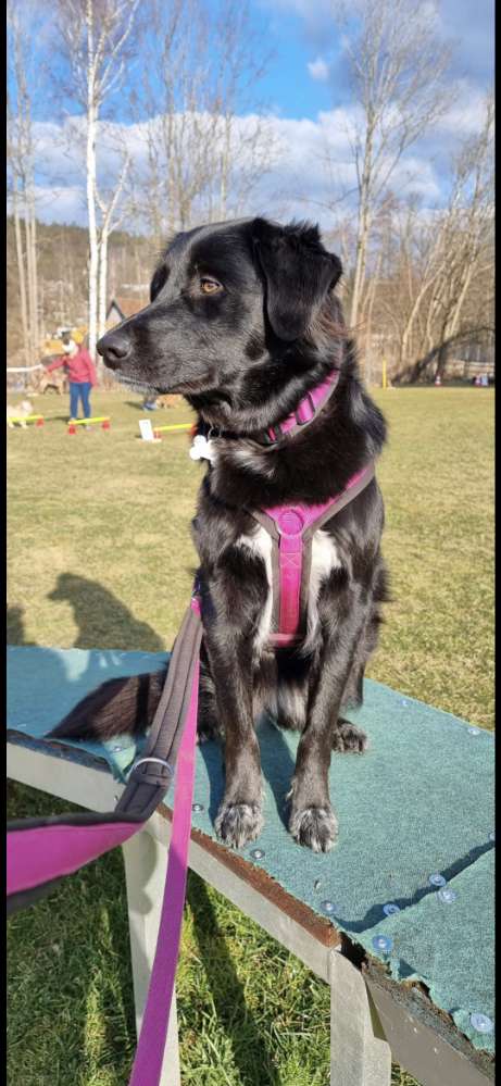 Hundetreffen-Gassirunde oder Wandern-Profilbild