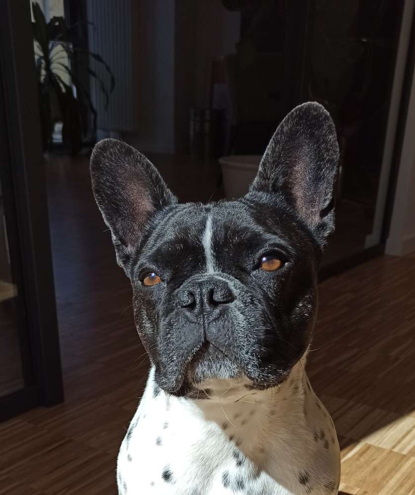 Hundetreffen-Hundekumpel gesucht-Profilbild