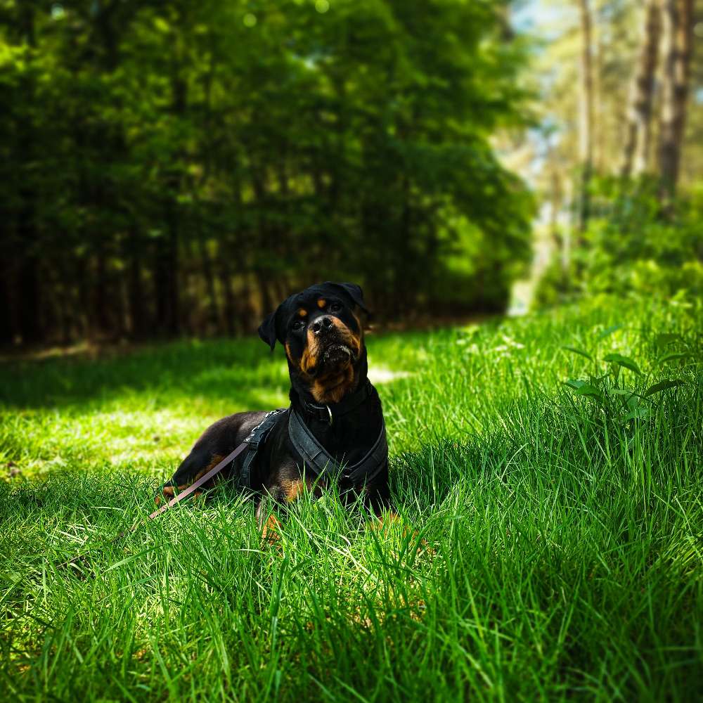 Hundetreffen-Social Walk-Profilbild