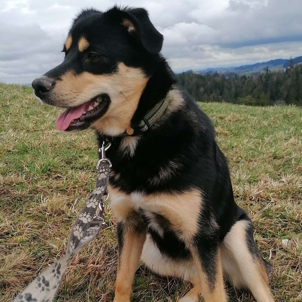 Hundetreffen-Spaziertreffen-Profilbild