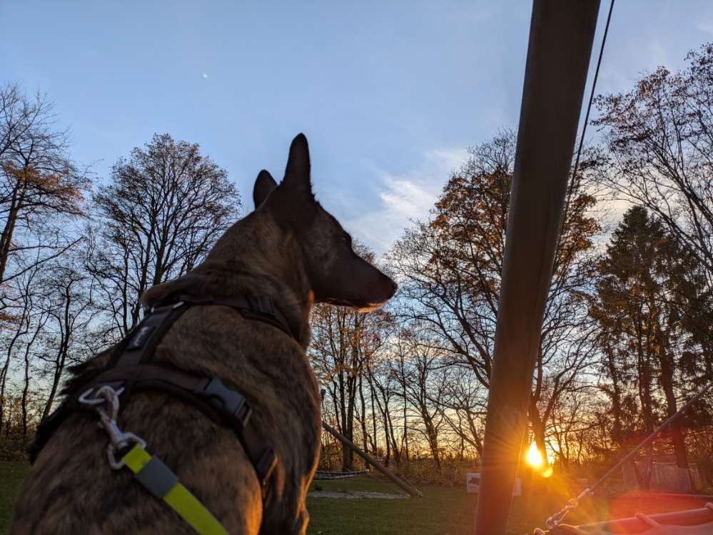 Hundetreffen-Sportliche Gassirunde-Profilbild
