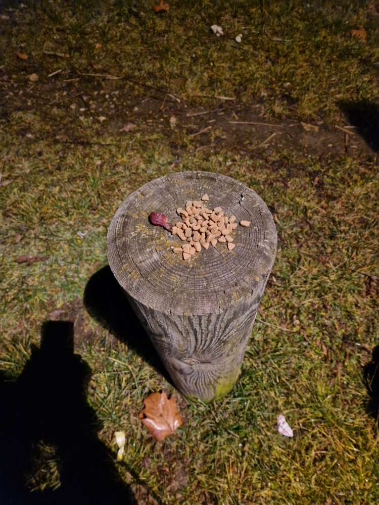 Giftköder-Eventuell Giftköder am Winterhafen-Profilbild