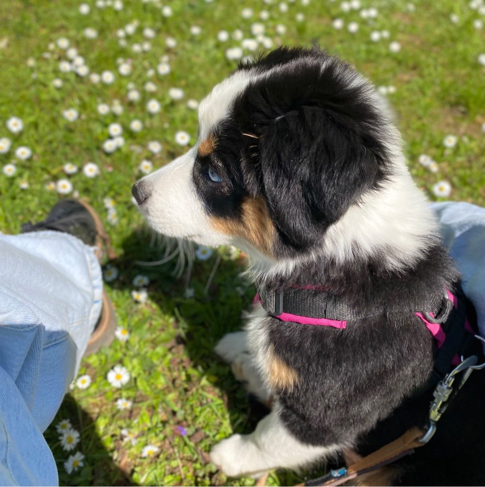 Hundetreffen-Welpenspiel in Winzerla-Profilbild