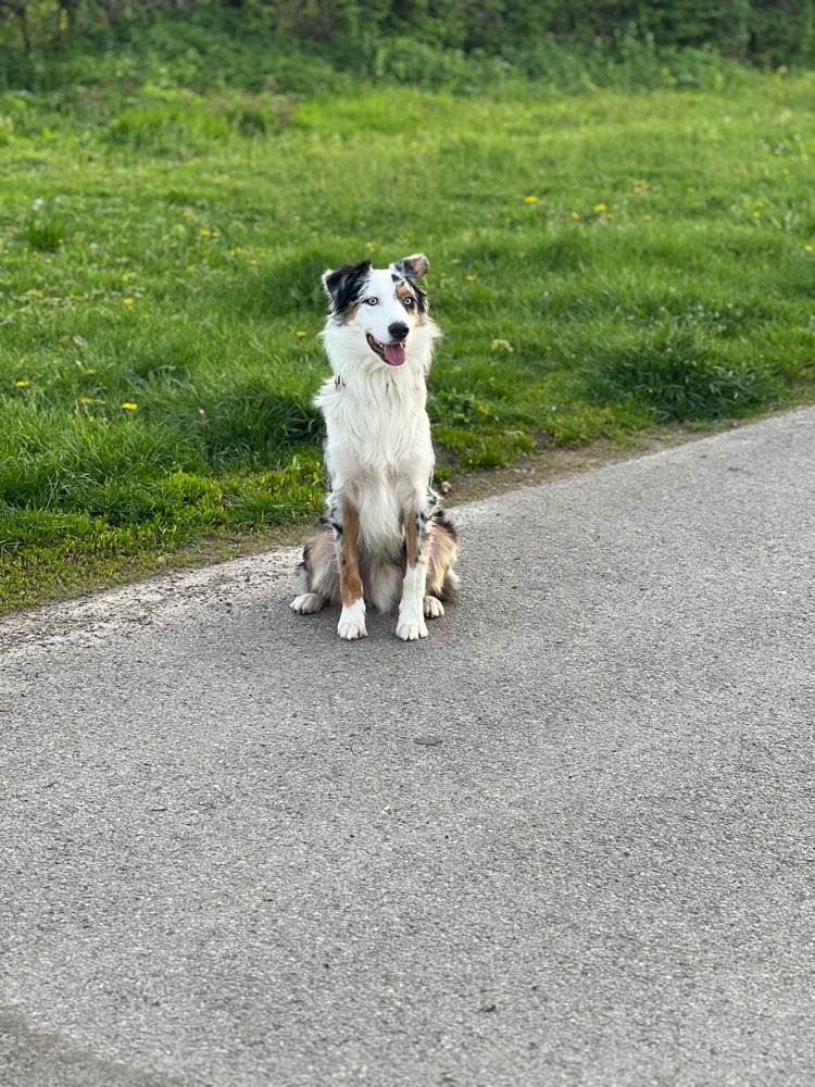 Hundetreffen-Dog Walk / Gassi Runde :)-Profilbild