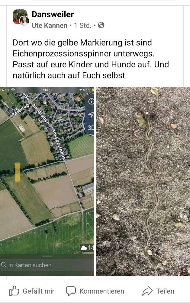 Giftköder-Eichenprozessionsspinner-Profilbild