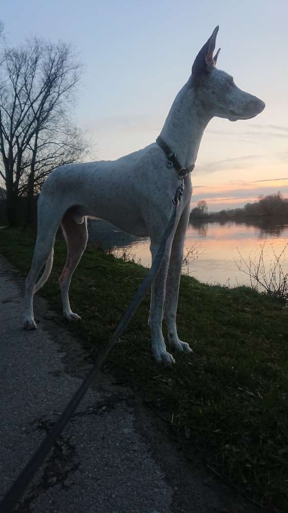 Hundetreffen-Freilauf und Gassirunden-Profilbild