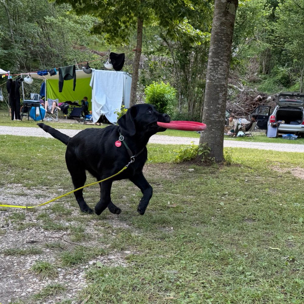 Hundetreffen-Gassi und Spielrunde - Welpen-Profilbild