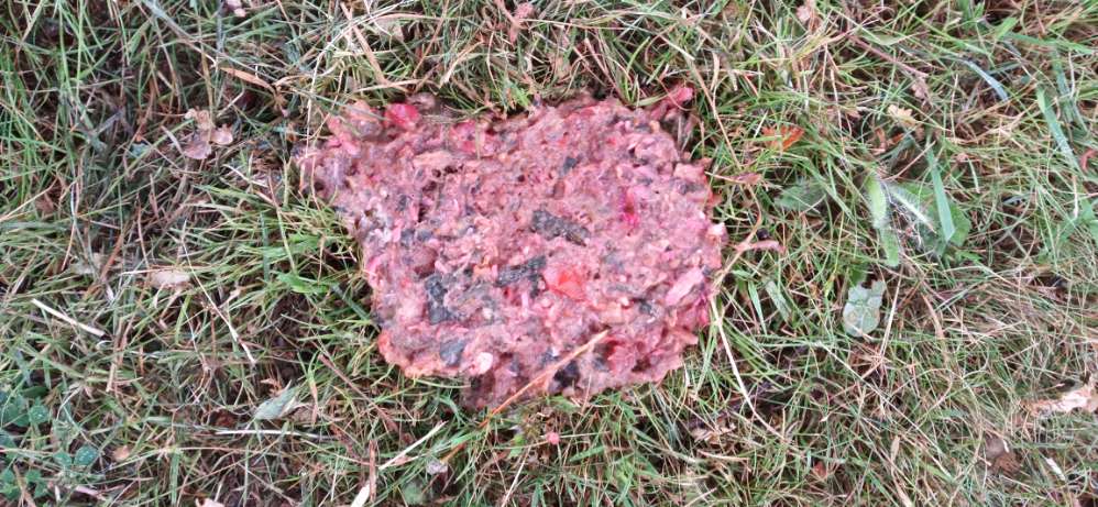 Giftköder-Vermutlich Giftköder-Profilbild