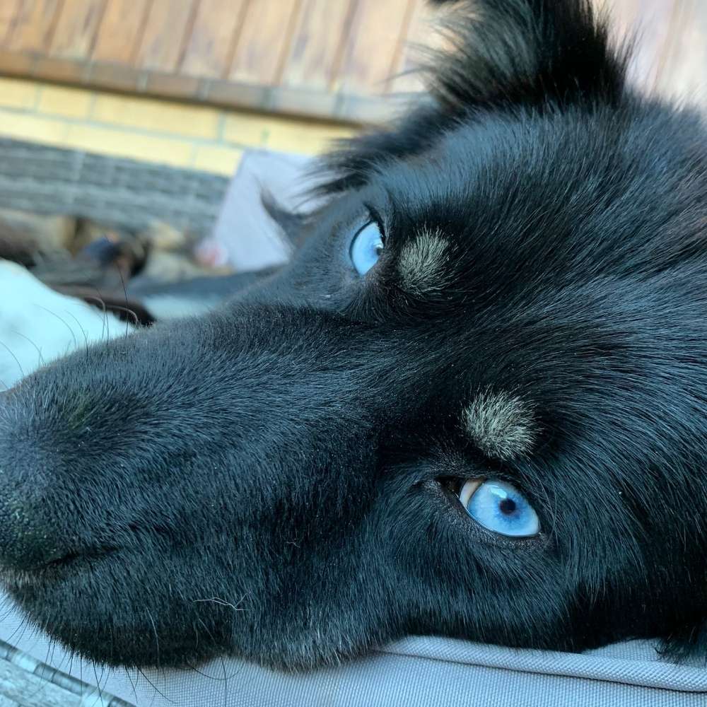 Hundetreffen-Hundebegegnungs Übung in Altengamme-Profilbild