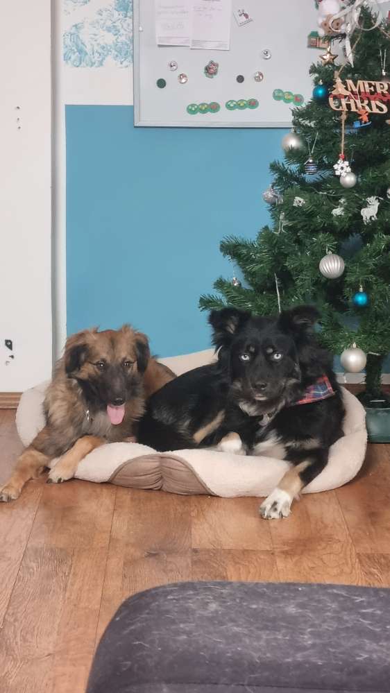 Hundetreffen-Spazieren in Altengamme-Profilbild