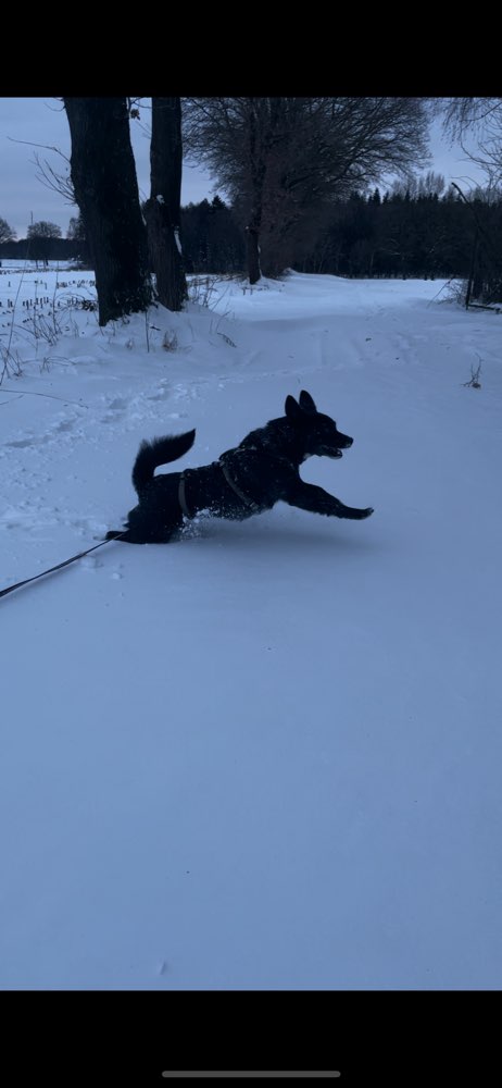 Hundetreffen-Playdate mit eher ruhigem Spielpartner gesucht-Profilbild