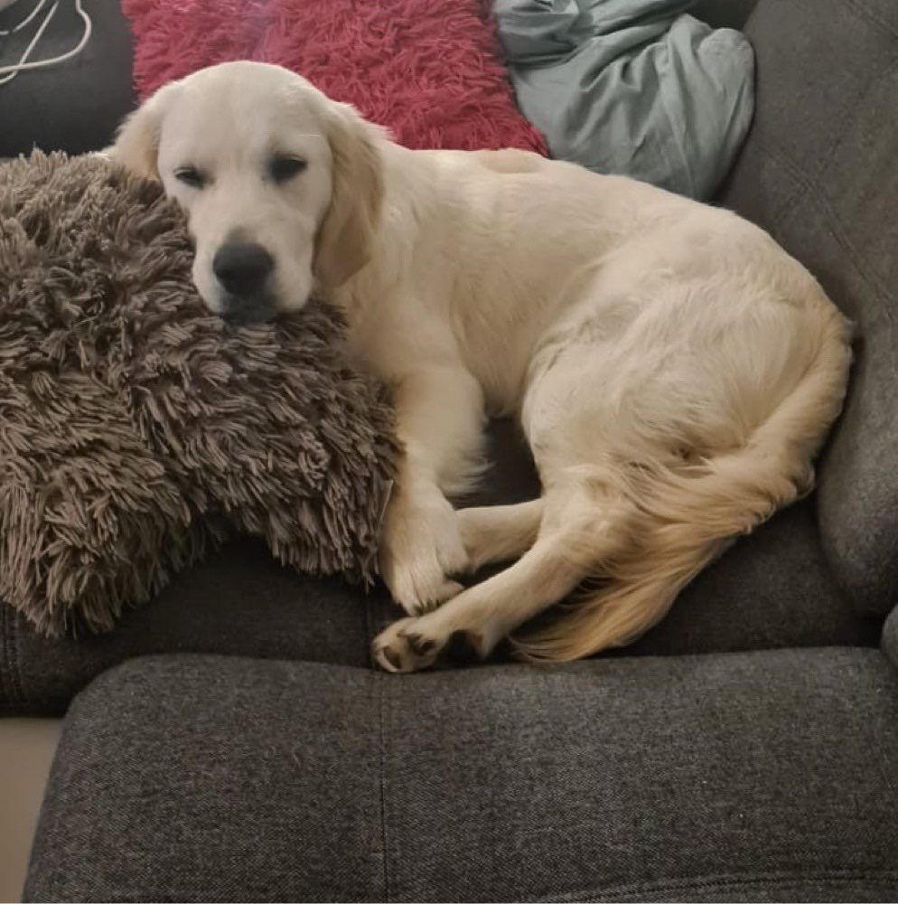 Hundetreffen-Spielrunde-Profilbild