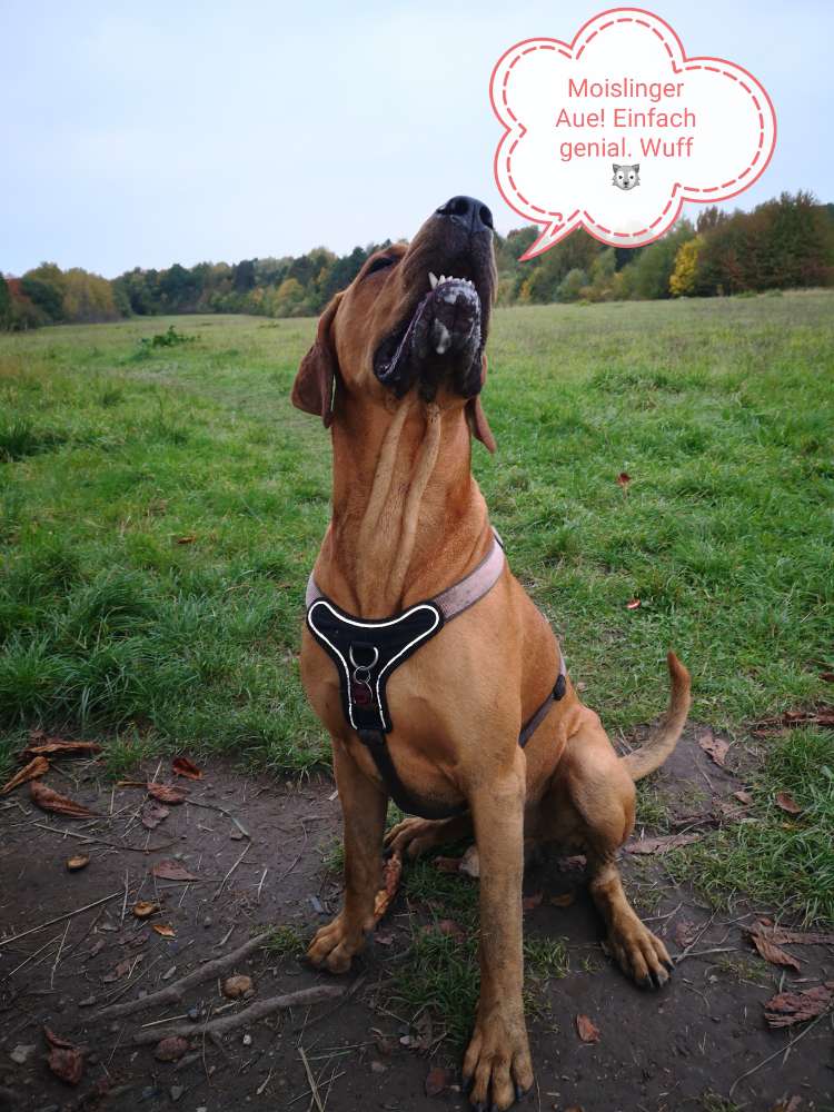 Hundetreffen-Soziales Rudeltreffen-Profilbild