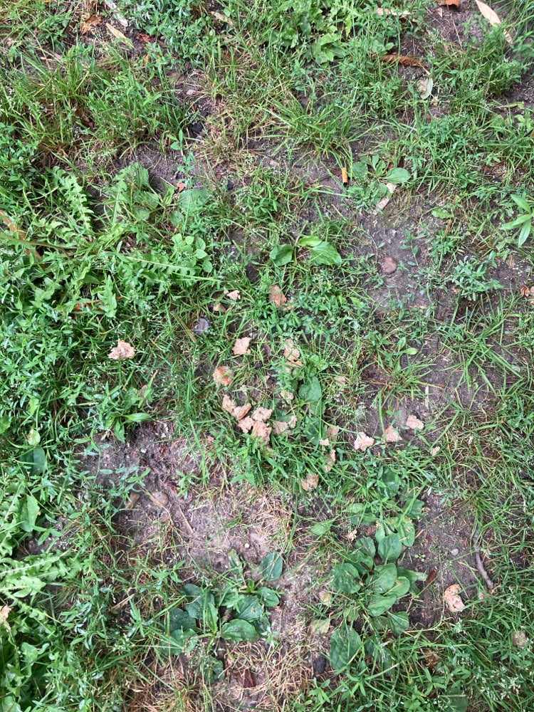 Giftköder-Brotstückchen auf einem Haufen-Profilbild