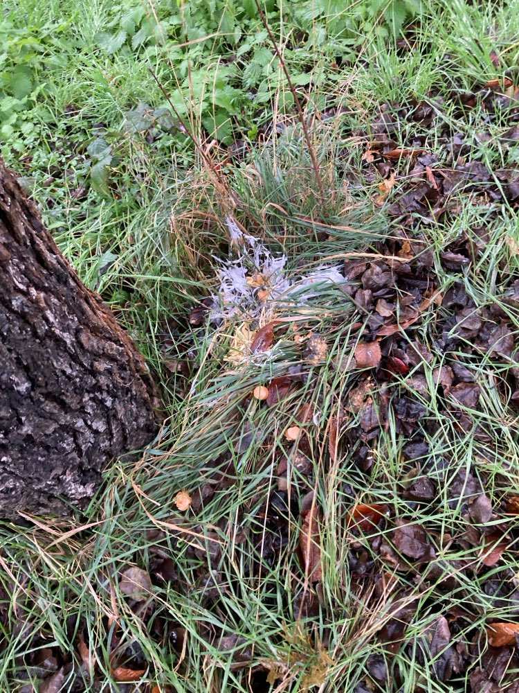 Giftköder-Vermutlich Giftköder-Profilbild