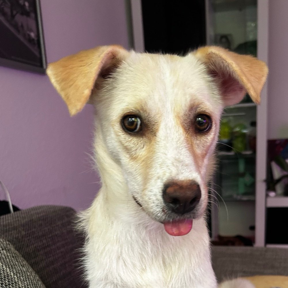 Hundetreffen-Kennenlernen mit Vanilla-Profilbild