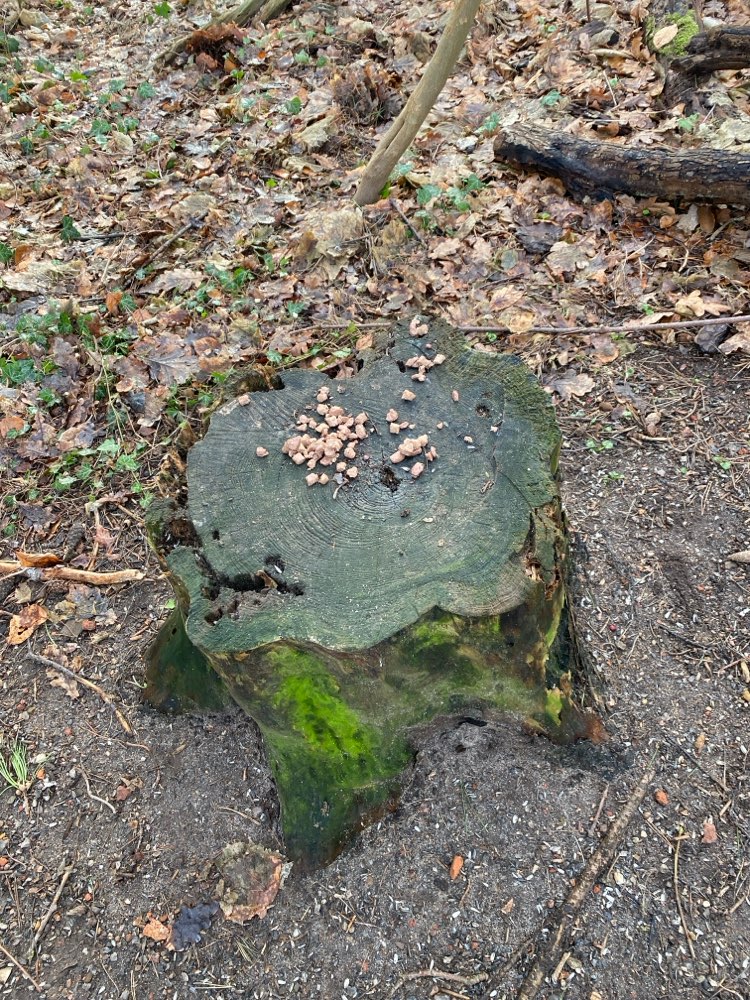 Giftköder-Ausgelegtes Futter auf Baumstumpf-Profilbild