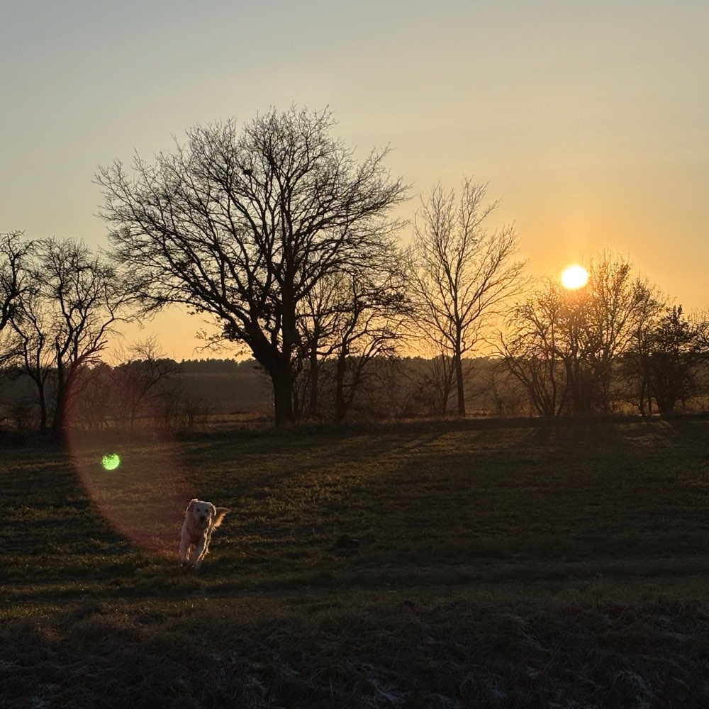 Hundetreffen-Spielen/Spaziergänge-Profilbild