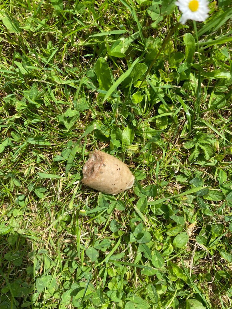 Giftköder-Mögliche Giftköder-Profilbild