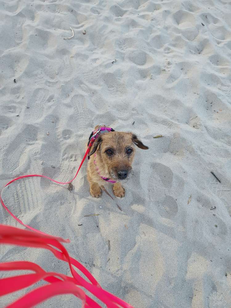 Hundetreffen-Hundebegegnungen und Hundefreunde finden-Profilbild