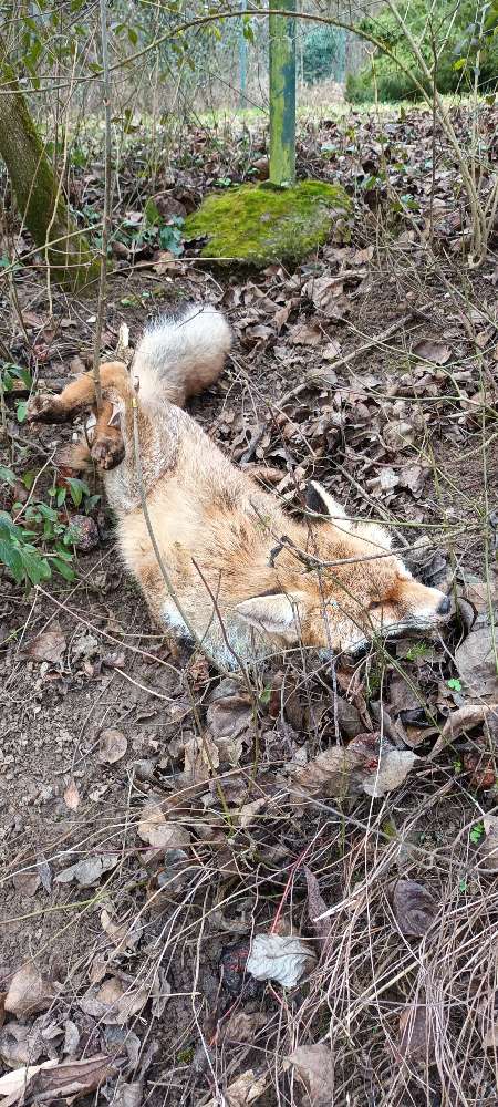 Giftköder-Toter Fuchs!-Profilbild