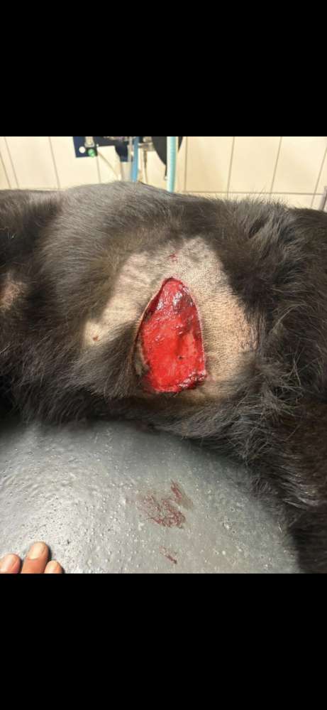 Giftköder-ACHTUNG! Biber-Attacke!-Profilbild