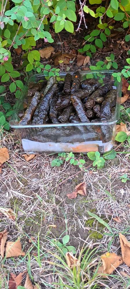 Giftköder-Potentielle (Gift-) Köder!-Profilbild